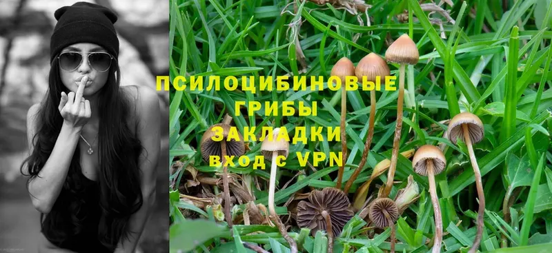 Псилоцибиновые грибы Psilocybe  наркота  Гурьевск 